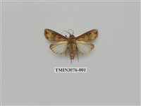 藏品(夜蛾878)的圖片